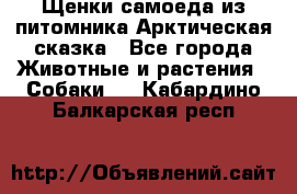 Щенки самоеда из питомника Арктическая сказка - Все города Животные и растения » Собаки   . Кабардино-Балкарская респ.